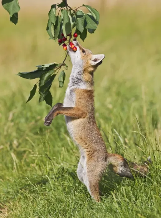 Framed Print : Red Fox - cub jumping to take cherries from tree - controlled conditions 14190 Framed Print : Red Fox - cub jumping to take cherries from tree - controlled conditions 14190
