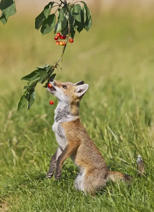 Framed Print : Red Fox - cub jumping to take cherries from tree - controlled conditions 14192 Framed Print : Red Fox - cub jumping to take cherries from tree - controlled conditions 14192