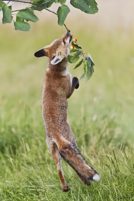 Framed Print : Red Fox - cub jumping to take cherries from tree - controlled conditions 14221 Framed Print : Red Fox - cub jumping to take cherries from tree - controlled conditions 14221