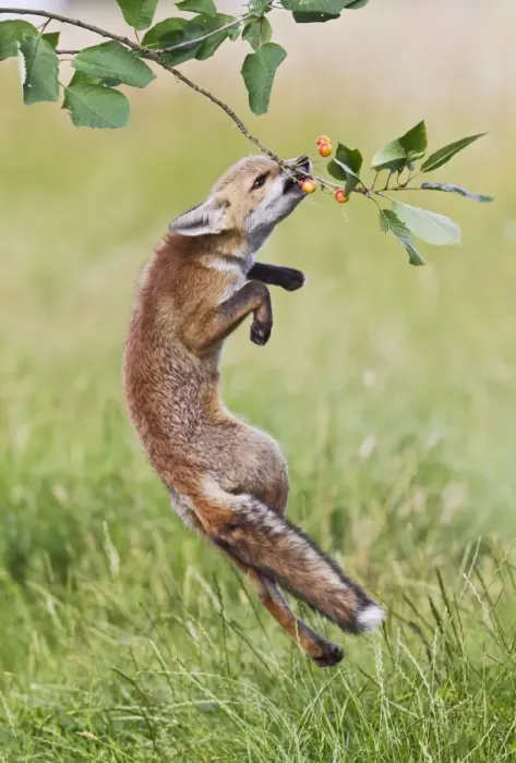 Framed Print : Red Fox - cub jumping to take cherries from tree - controlled conditions 14222 Framed Print : Red Fox - cub jumping to take cherries from tree - controlled conditions 14222