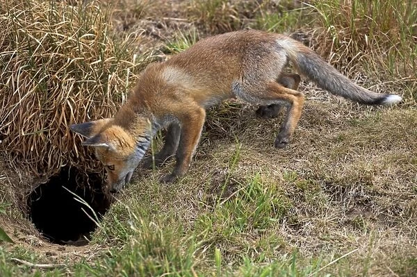 Red Fox - cub looking down hole - controlled conditions 13311
