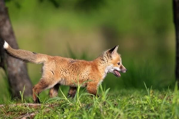 Red Fox - cub. Minnesota - USA