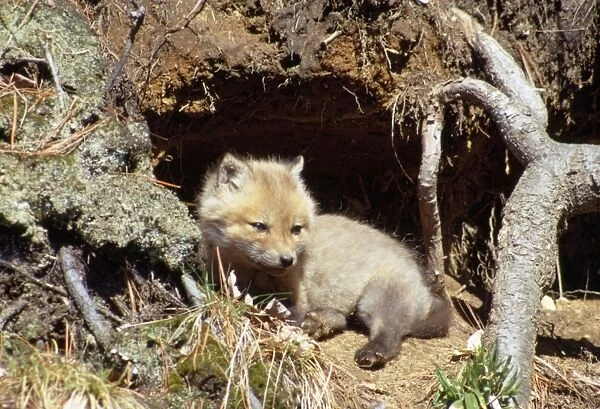 Red Fox - cub outside den