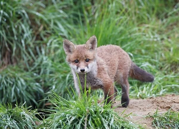 Red Fox - cub outside earth - Bedfordshire UK 9929