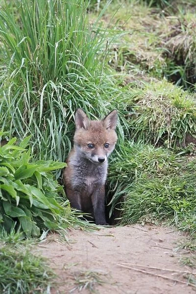Red Fox - cub outside earth - Bedfordshire UK 9899