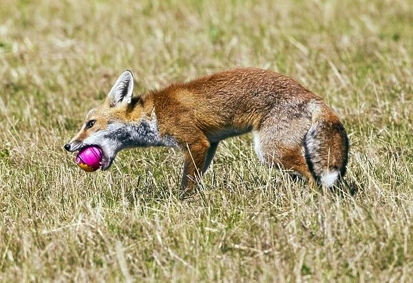Red Fox - cub playing with ball - controlled conditions 14299