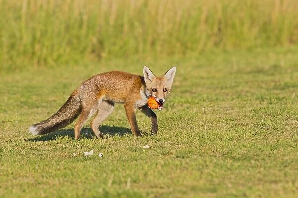 Red Fox - cub playing with ball - controlled conditions 14318