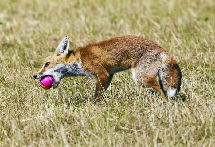 Framed Print : Red Fox - cub playing with ball - controlled conditions 14299 Framed Print : Red Fox - cub playing with ball - controlled conditions 14299