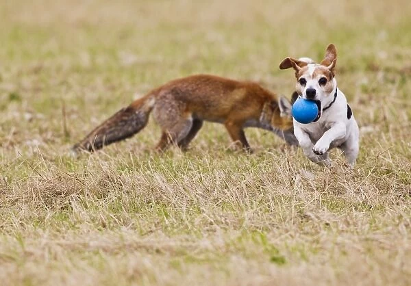 Red Fox - cub playing ball with Jack Russell - controlled conditions 14280