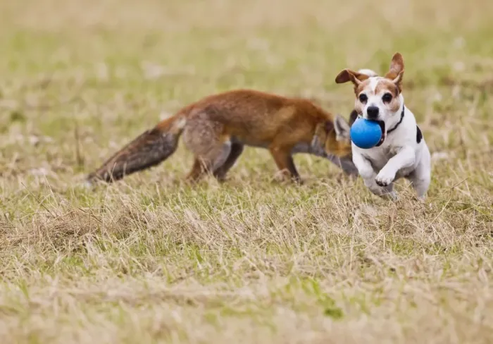 Framed Print : Red Fox - cub playing ball with Jack Russell - controlled conditions 14280 Framed Print : Red Fox - cub playing ball with Jack Russell - controlled conditions 14280