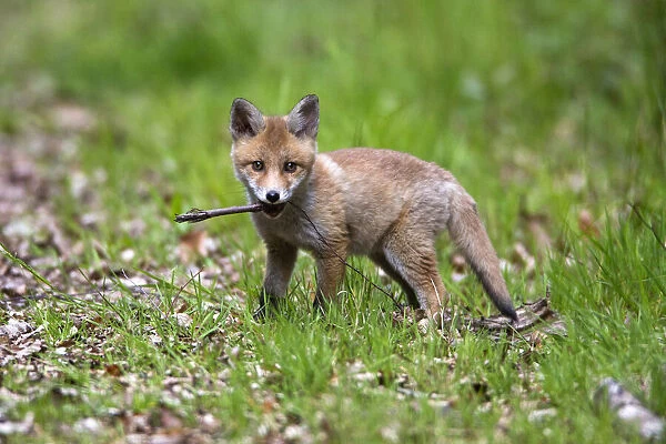 Red Fox, cub playing with stick, looking alert, Hessen, Germany
