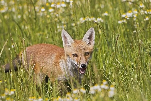 Red Fox - cub in poppy meadow - controlled conditions 14888
