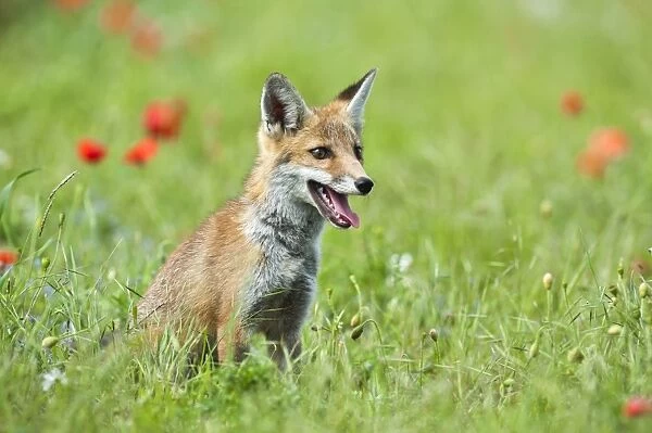 Red Fox - cub in poppy meadow - controlled conditions 13810