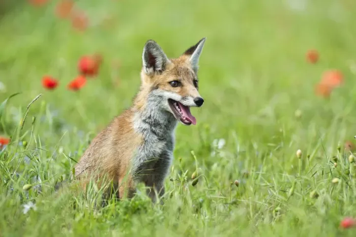 Framed Print : Red Fox - cub in poppy meadow - controlled conditions 13810 Framed Print : Red Fox - cub in poppy meadow - controlled conditions 13810