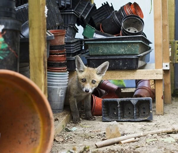 Red Fox - cub in potting shed - controlled conditions 12858