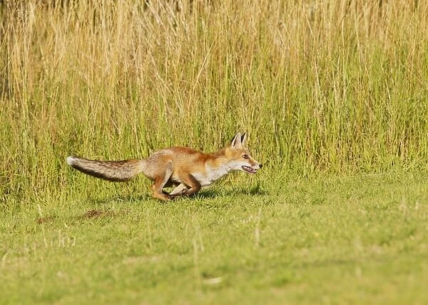 Red Fox - cub running after ball - controlled conditions 14313