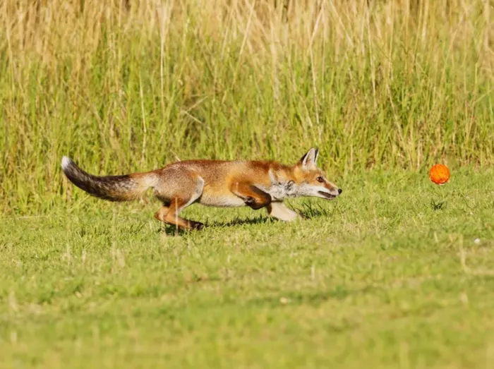 Framed Print : Red Fox - cub running after ball - controlled conditions 14312 Framed Print : Red Fox - cub running after ball - controlled conditions 14312