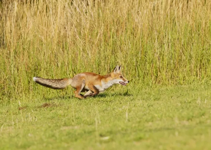 Framed Print : Red Fox - cub running after ball - controlled conditions 14313 Framed Print : Red Fox - cub running after ball - controlled conditions 14313