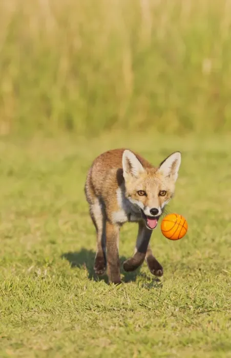 Framed Print : Red Fox - cub running after ball - controlled conditions 14322 Framed Print : Red Fox - cub running after ball - controlled conditions 14322