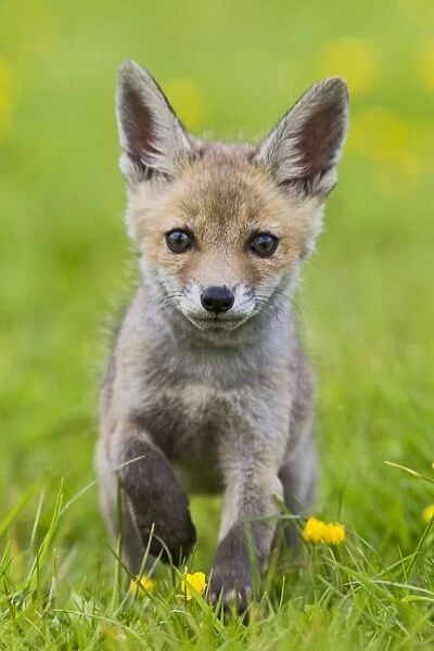 Red Fox - cub running in buttercup meadow - controlled conditions 12751