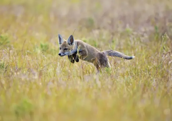 Framed Print : Red Fox - cub running in hayfield - controlled conditions 13095 Framed Print : Red Fox - cub running in hayfield - controlled conditions 13095