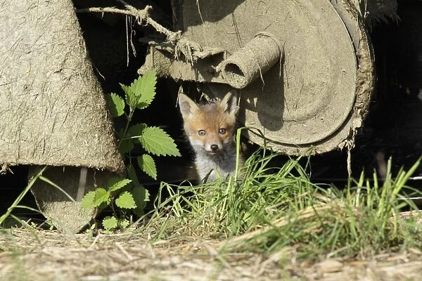 Red Fox - cub sitting under farm machinery in open barn, Hessen, Germany