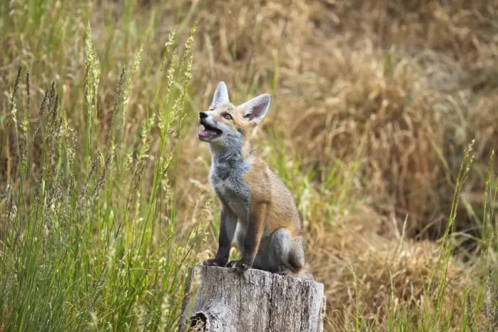 Framed Print : Red Fox - cub sitting on log stump - controlled conditions 13316 Framed Print : Red Fox - cub sitting on log stump - controlled conditions 13316