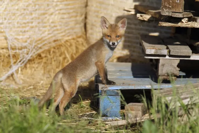 Framed Print : Red Fox - cub standing on pallet in open barn, Hessen, Germany Framed Print : Red Fox - cub standing on pallet in open barn, Hessen, Germany