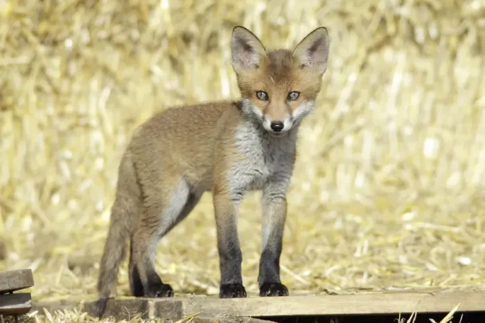 Framed Print : Red Fox - cub standing on pallet in open barn, Hessen, Germany Framed Print : Red Fox - cub standing on pallet in open barn, Hessen, Germany