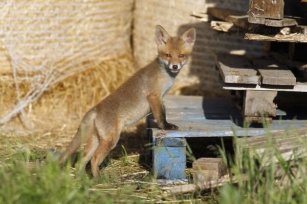 Red Fox - cub standing on pallet in open barn, Hessen, Germany