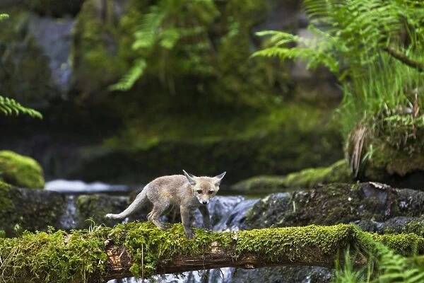 Red Fox - cub using log to cross mountain stream - controlled conditions 12719