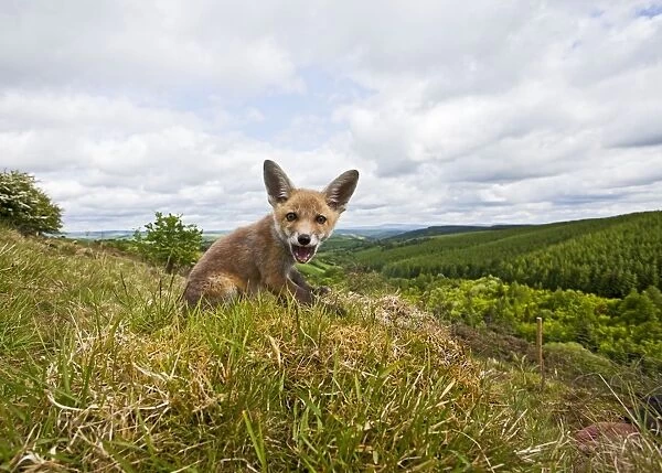 Red Fox - cub on Welsh hillside - wide angle - controlled conditions 12899