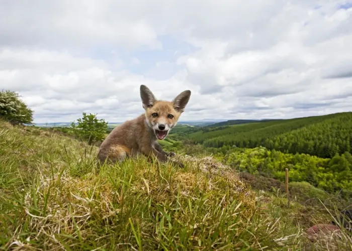 Framed Print : Red Fox - cub on Welsh hillside - wide angle - controlled conditions 12899 Framed Print : Red Fox - cub on Welsh hillside - wide angle - controlled conditions 12899