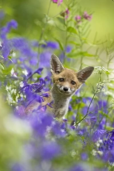 Red Fox - cub in wild flower bank - controlled conditions 12788