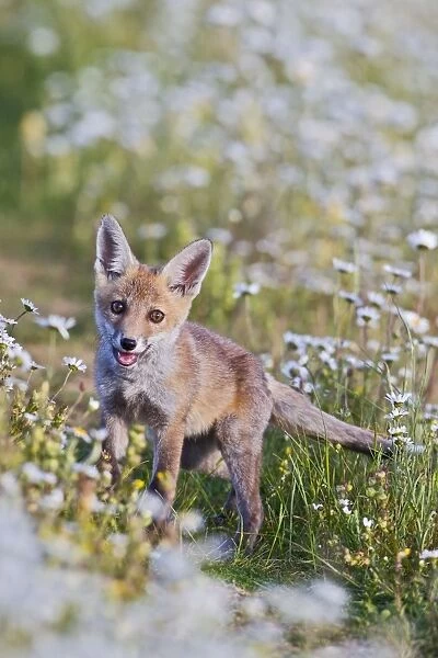 Red Fox - cub in wild flower meadow - controlled conditions 13084