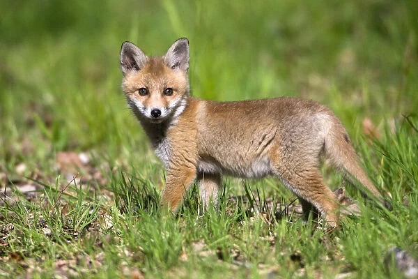 Red Fox, cub on woodland ride, looking alert, Hessen, Germany