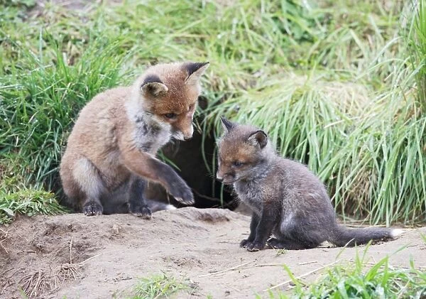 Red Fox - cubs from different litters outside earth - Bedfordshire UK 9921