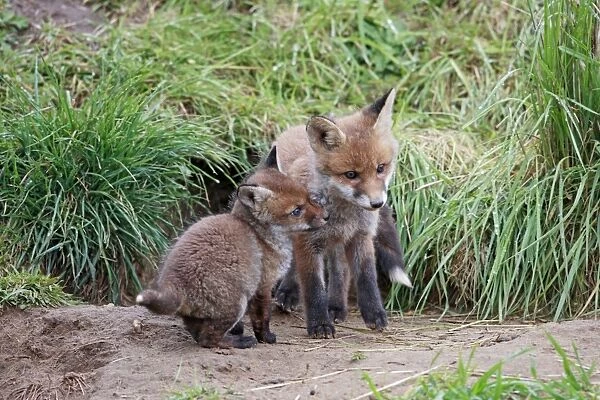 Red Fox - cubs from different litters outside earth - Bedfordshire UK 9906