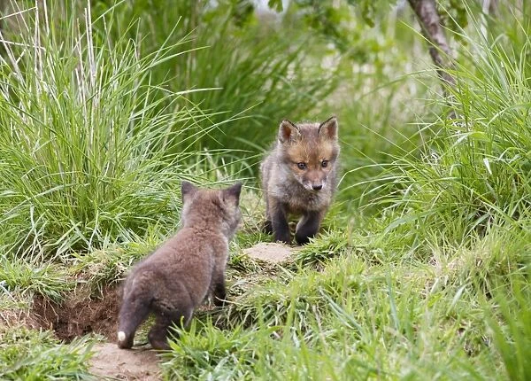 Red Fox - cubs exploring near earth - Bedfordshire UK 10143