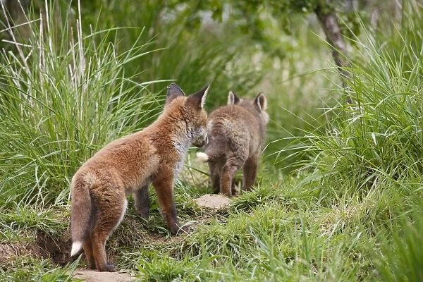 Red Fox - cubs exploring near earth - Bedfordshire UK 10064