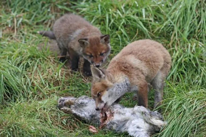 Framed Print : Red Fox - cubs feeding on rabbit - Bedfordshire UK 9916 Framed Print : Red Fox - cubs feeding on rabbit - Bedfordshire UK 9916