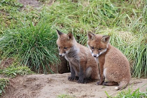 Red Fox - cubs outside earth - Bedfordshire UK 9939