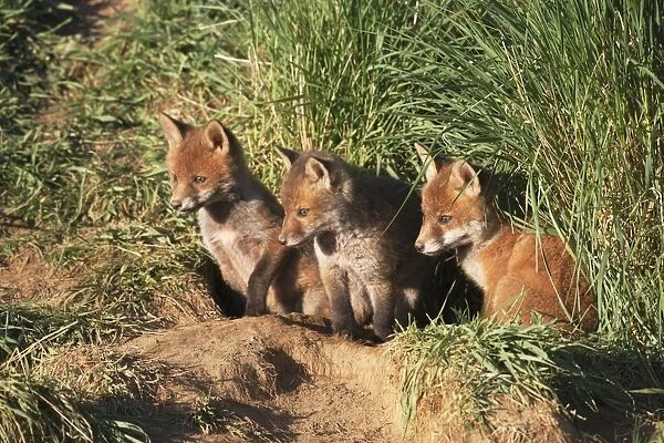 Red Fox - cubs outside earth - Bedfordshire UK 10031