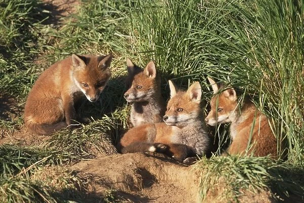 Red Fox - cubs outside earth - Bedfordshire UK 10030