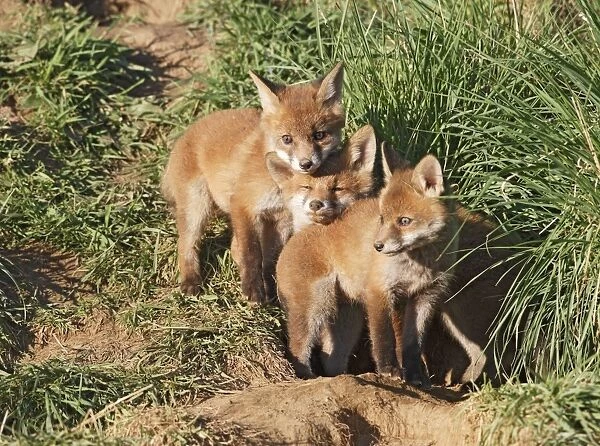 Red Fox - cubs outside earth - Bedfordshire UK 10024