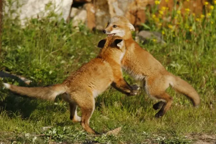 Framed Print : Red Fox - cubs playfighting Framed Print : Red Fox - cubs playfighting