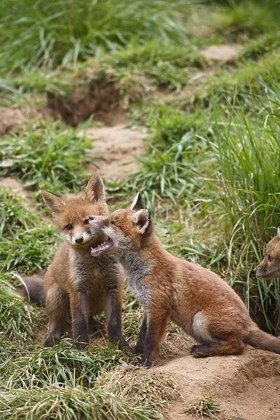 Red Fox - cubs playing near earth - Bedfordshire UK 10062