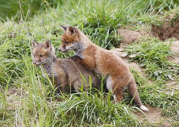 Red Fox - cubs playing near earth - Bedfordshire UK 10131