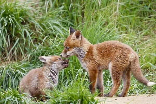 Red Fox - cubs playing near earth - Bedfordshire UK 10127