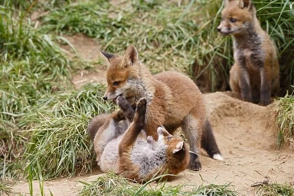 Red Fox - cubs playing near earth - Bedfordshire UK 10109